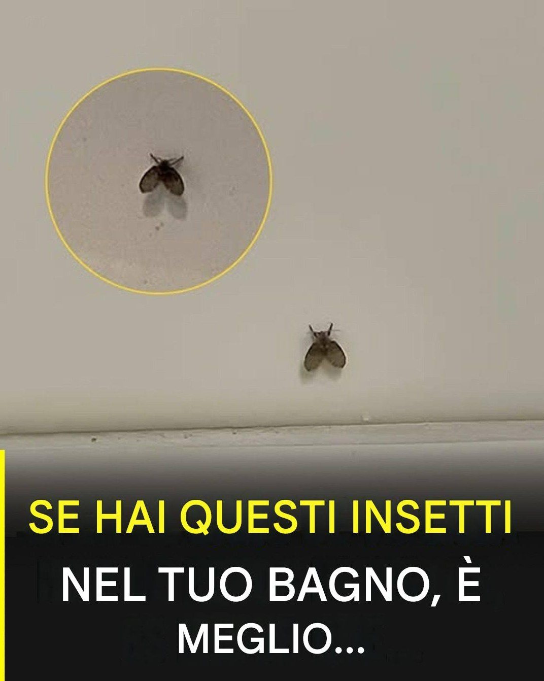 Musca de baie care apare în multe case și ceea ce ar putea indica prezența sa