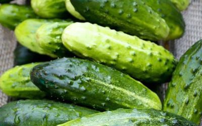 Medicii dezvăluie că consumul de castraveți în salate provoacă…