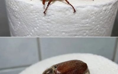 Fiica mea a găsit insecta asta în baie și de atunci mă tot gândesc la ea. Încerc să aflu ce este, dacă prezintă vreun risc și ce e bine să facem când apare prin casă.