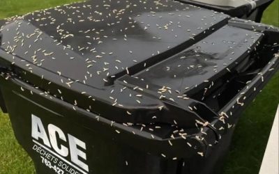 Qu’est-ce que c’est ? Ce matin, j’ai cru que c’était du riz éparpillé dans ma poubelle… mais en regardant de plus près, j’ai vu que ça bougeait. Je panique ! Quelqu’un sait ce que c’est ?