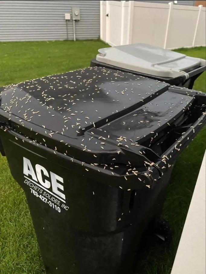Qu’est-ce que c’est ? Ce matin, j’ai cru que c’était du riz éparpillé dans ma poubelle… mais en regardant de plus près, j’ai vu que ça bougeait. Je panique ! Quelqu’un sait ce que c’est ?