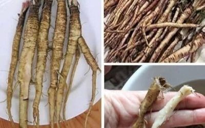 Planta care distruge celulele canceroase în doar 48 de ore! Este de 100 de ori mai eficientă decât chimioterapia.