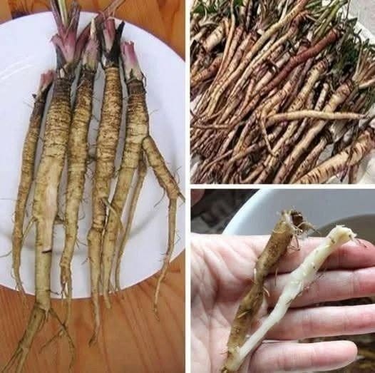 Planta care distruge celulele canceroase în doar 48 de ore! Este de 100 de ori mai eficientă decât chimioterapia.