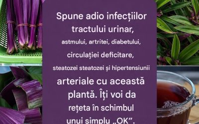 Elimină toate aceste boli cu această plantă – prepară un ceai și vei observa schimbările.  Îți las instrucțiuni pas cu pas în primul comentariu 👇 Lasă-mi un salut ca să știu că citești 👋