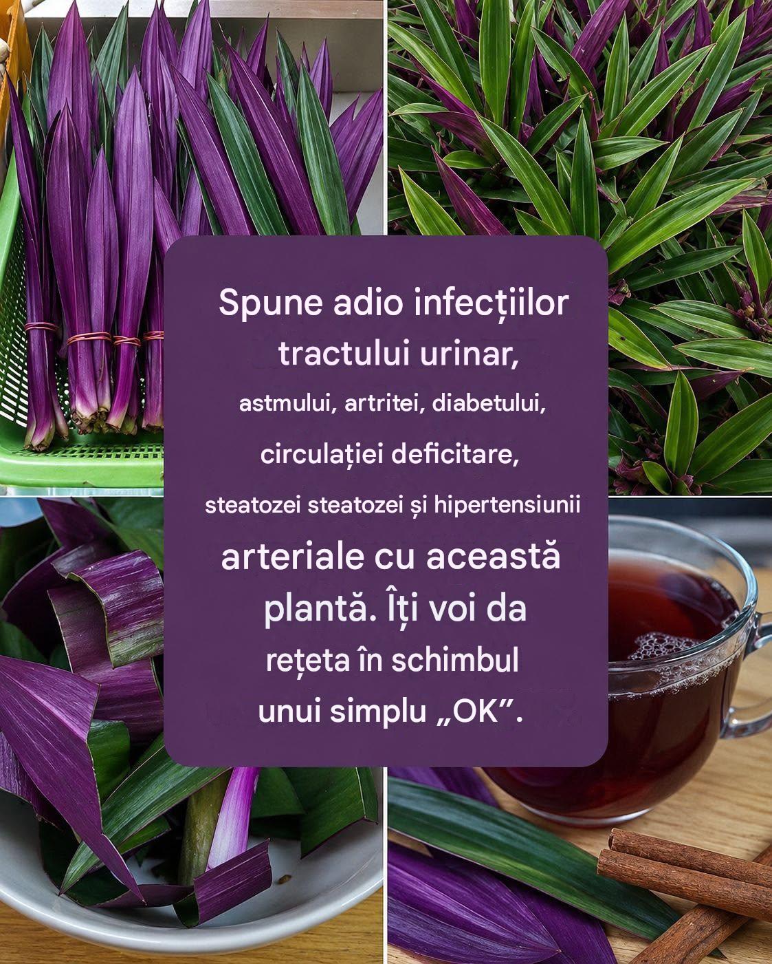Elimină toate aceste boli cu această plantă – prepară un ceai și vei observa schimbările.  Îți las instrucțiuni pas cu pas în primul comentariu 👇 Lasă-mi un salut ca să știu că citești 👋