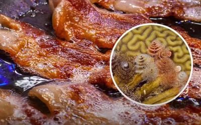 Un bărbat dezvoltă „viermi de porc” în creier după ani de practică a acestui obicei culinar specific.