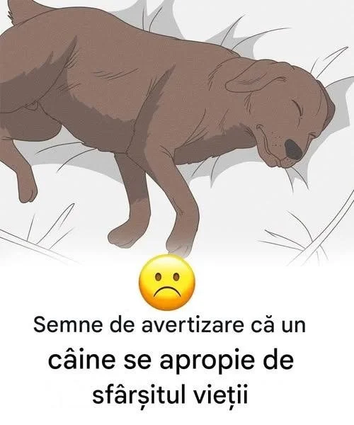 11 semne că tragedia câinelui tău se apropie de sfârșit