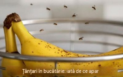 Țânțarii din bucătărie: De ce apar – și cum să scapi definitiv de ei