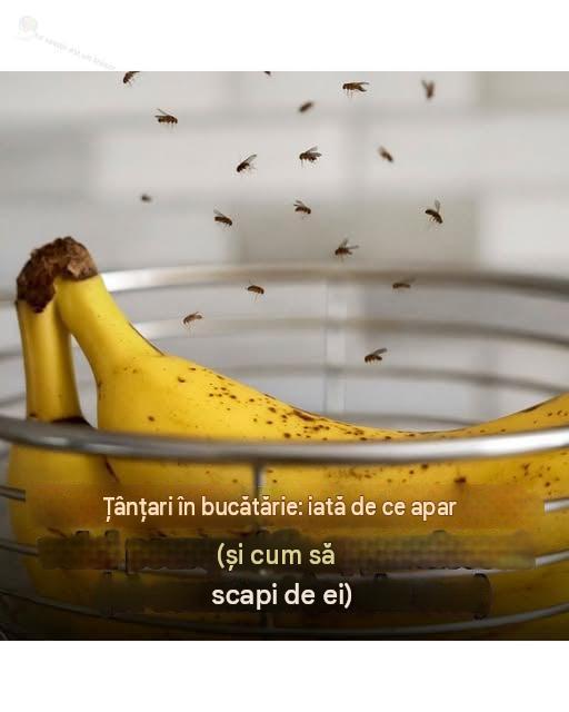 Țânțarii din bucătărie: De ce apar – și cum să scapi definitiv de ei