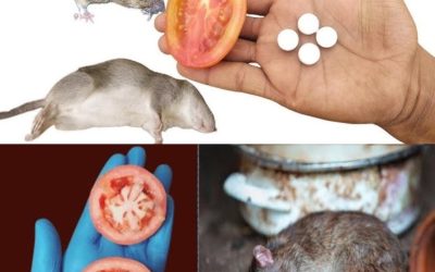 10 sfaturi naturale pentru a speria șoarecii și șobolanii în 1 minut — fără otravă sau capcane