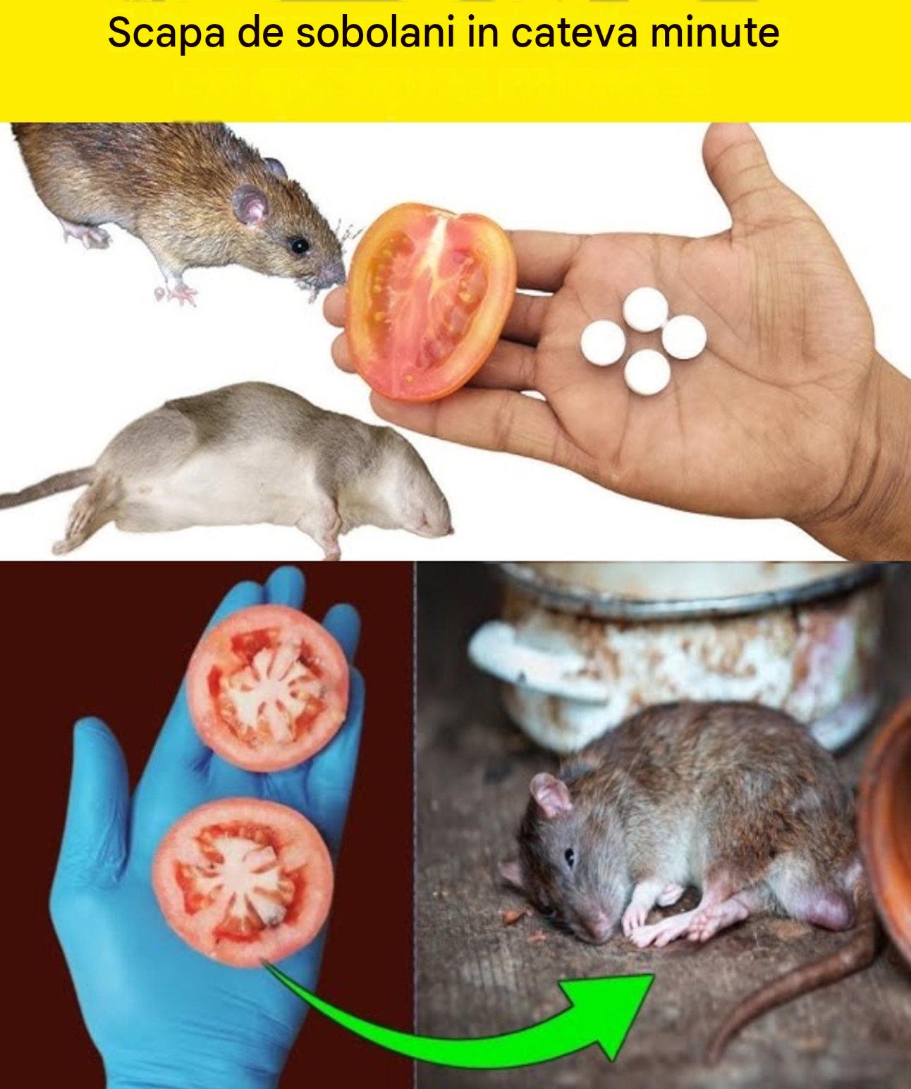 10 sfaturi naturale pentru a speria șoarecii și șobolanii în 1 minut — fără otravă sau capcane