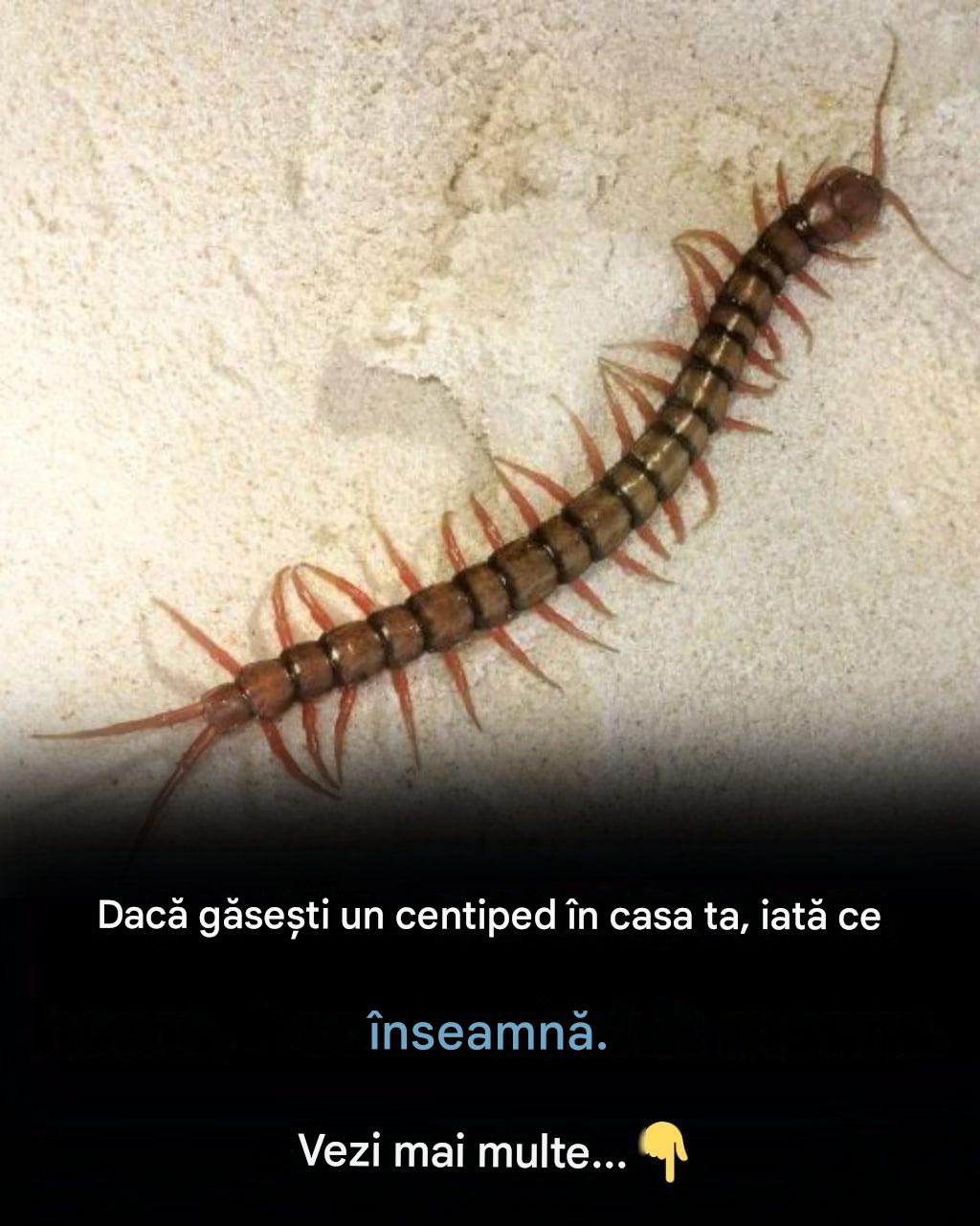Dacă găsești o centipedă acasă, iată ce înseamnă