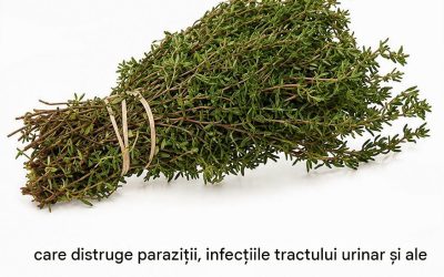 Aceste plante care susțin confortul urinar și digestiv: Ce spune cu adevărat știința