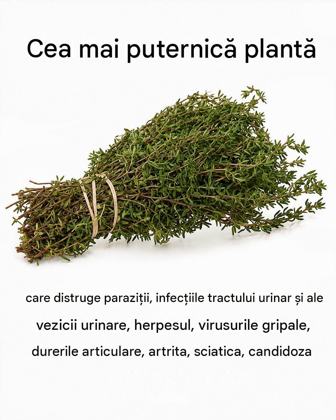 Aceste plante care susțin confortul urinar și digestiv: Ce spune cu adevărat știința