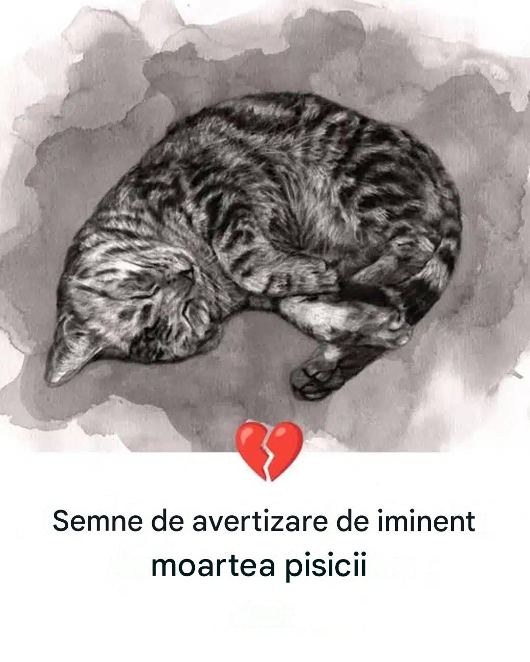 11 semne că pisica ta este pe moarte