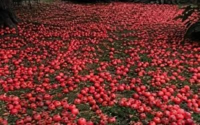 Vecinul meu mi-a cerut să-mi tai mărul – într-o dimineață, m-am trezit și am găsit toată curtea acoperită de mere