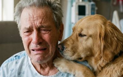 Doctorii au făcut o excepție și au permis unui câine să intre în cameră pentru a-și lua rămas bun de la stăpânul său. Câteva ore mai târziu, când o asistentă s-a întors, ceea ce a descoperit a lăsat-o înlemnită de groază… 😨😢 Sala de îngrijiri paliative a fost cufundată într-o liniște aproape totală. Doar câteva bipăituri slabe de la monitorul cardiac le-au amintit tuturor că bărbatul de 82 de ani era încă în viață. Își știa diagnosticul de mult timp: metastaze extinse, fără nicio speranță de vindecare.  Medicii fuseseră sinceri. Mai avea doar câteva zile la dispoziție… poate doar câteva ore.  Dar nu moartea îl speria cel mai mult.  Ci gândul de a-l părăsi pe cel care îi împărtășise întreaga viață era acesta.  În fiecare zi, se uita pe fereastră și murmura:  „Unde ești, bătrâne…?” Câinele său credincios, găsit cu ani în urmă pe marginea drumului, fusese alături de el la bine și la rău.  Împreună, își pierduseră soția, fiul, casa și aproape toți cei pe care îi cunoșteau.  Rămăseseră doar ei doi.  În ziua aceea, când o asistentă a venit să-i schimbe perfuzia, bătrânul i-a luat ușor mâna.  „Vă rog… lăsați-mă să-mi văd din nou câinele. Nu pot pleca fără să-mi iau rămas bun pentru ultima dată.” Asistenta a rămas fără cuvinte. Animalele erau în mod normal interzise în camere.  Dar ea a decis să ceară o permisiune specială. Două ore mai târziu, un câine cu botul încărunțit a sosit la spital. De îndată ce ușa camerei s-a deschis, s-a repezit la stăpânul său. S-a întins ușor lângă el, cu capul sprijinit pe umărul lui. Bătrânul i-a șoptit:  „Iartă-mă… Mulțumesc că ești mereu acolo…” Lacrimile i-au curs pe față în timp ce își mângâia ușor tovarășul credincios.  Câinele a scâncit ușor, ca și cum ar fi vrut să-i răspundă:  „Sunt aici… Nu te voi lăsa singură.” Au stat așa ore întregi. Asistenta a decis să nu-i deranjeze și a părăsit camera.  Dar când s-a întors puțin mai târziu și a deschis ușa… A țipat de groază. 😨😢 👇 Restul acestei povești este în primul comentariu.